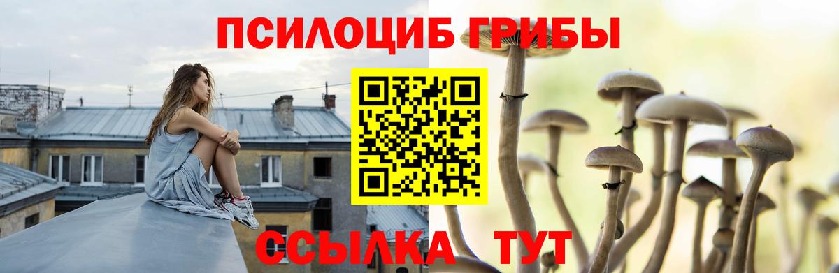 Псилоцибиновые грибы Cubensis  Гулькевичи  Галлюциногенные грибы Psilocybe 